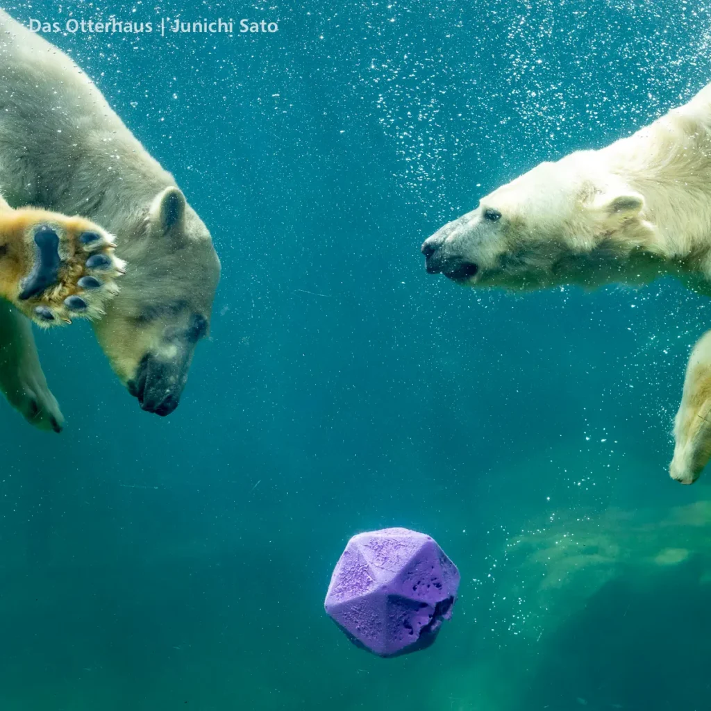 仙台市八木山動物公園のホッキョクグマの双子、うみとそらがおもちゃの取り合いで水中バトル