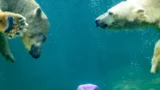 仙台市八木山動物公園 2603 photo 6