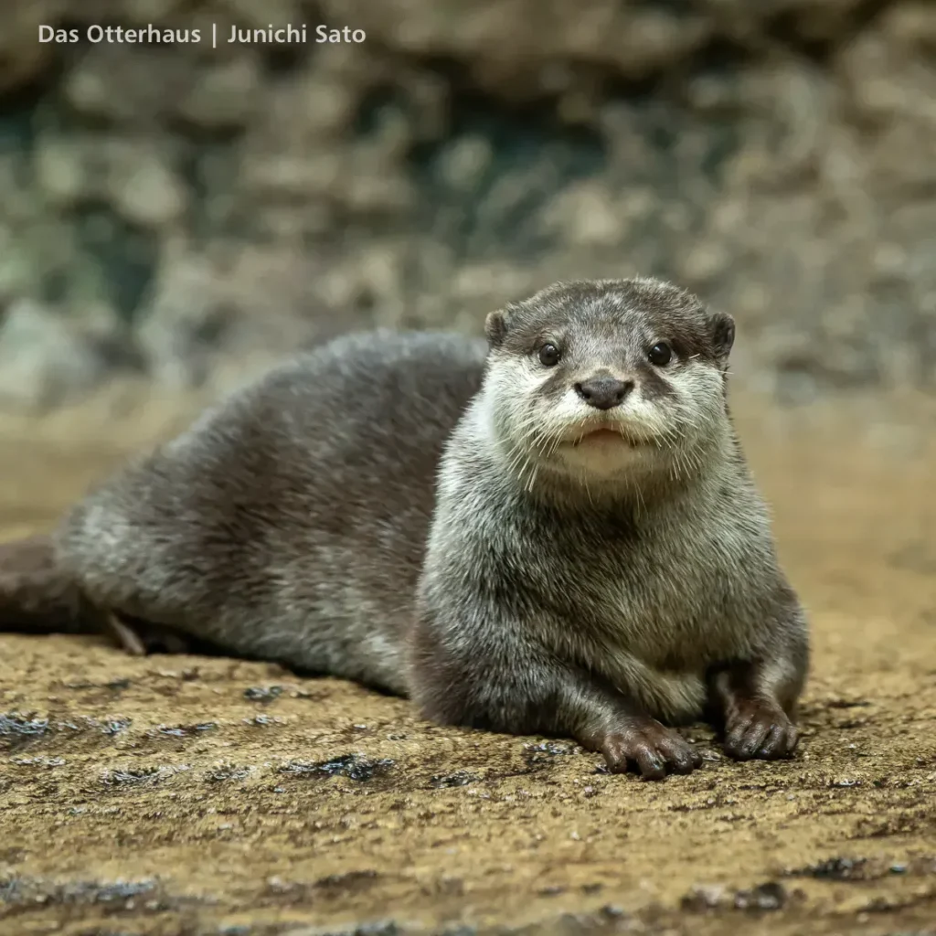 仙台うみの杜水族館のコツメカワウソ、メリーが座って真っ直ぐこちらを見ている