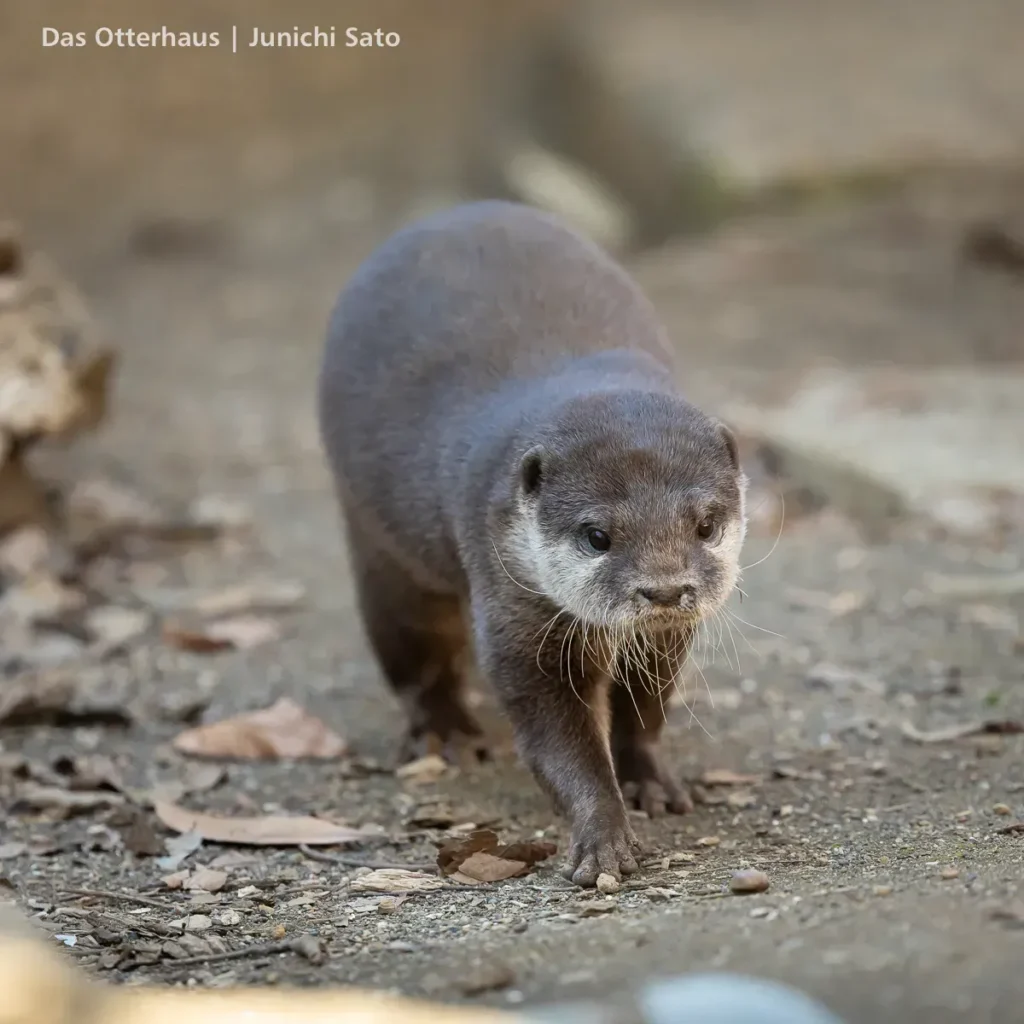 千葉市動物公園のコツメカワウソ、ルナがとてとてと放飼場を歩き回っている