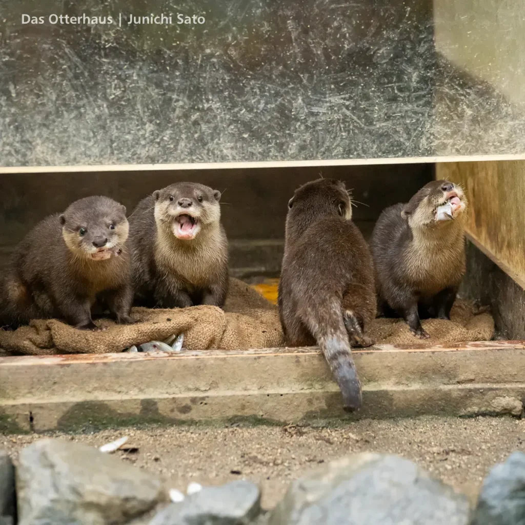 高知県立のいち動物公園のコツメカワウソ、2025年10月生まれの4頭のこどもたちが元気に魚を食べている