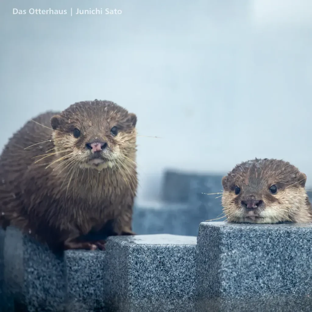 あわしまマリンパークのコツメカワウソ、てんとあめが水から上がって休憩中