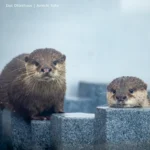 あわしまマリンパーク 2603 photo 26