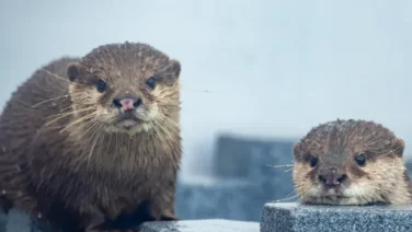 あわしまマリンパーク 2603 photo 5