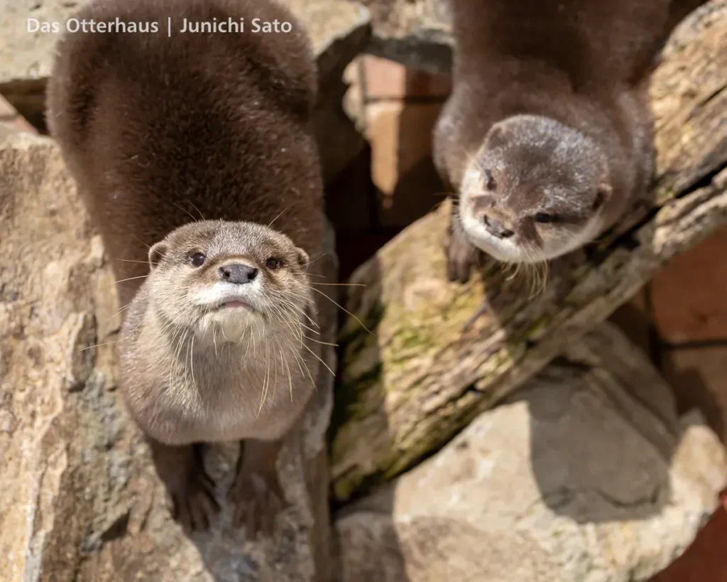 あわしまマリンパークのコツメカワウソ、コハクとゆきが岩に乗ってこちらを窺う