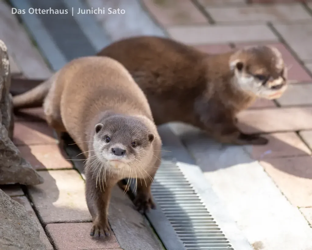 あわしまマリンパークの小ツメカワウソ、コハクとゆきが展示場所を歩き回る