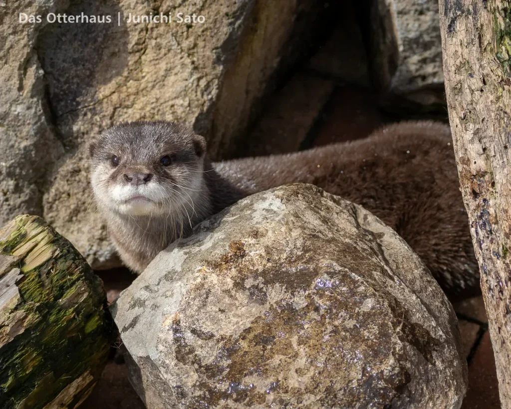 あわしまマリンパークの小ツメカワウソ、ゆきが岩の隙間から顔を出している