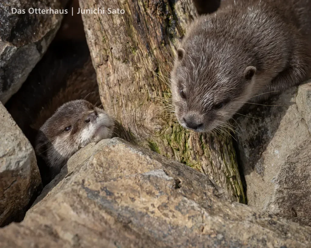あわしまマリンパークのコツメカワウソ、眠そうなゆきのところへコハクが来た