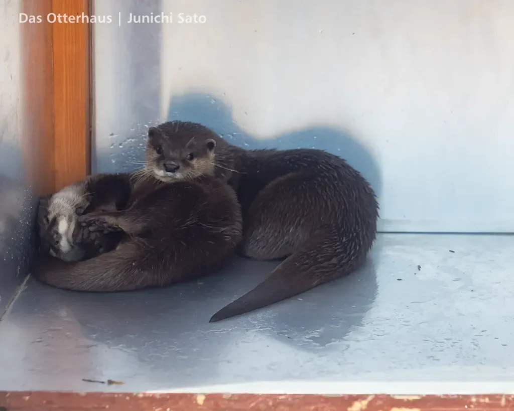 あわしまマリンパークのコツメカワウソ、コハクとゆきが小屋の中でごそごそしている