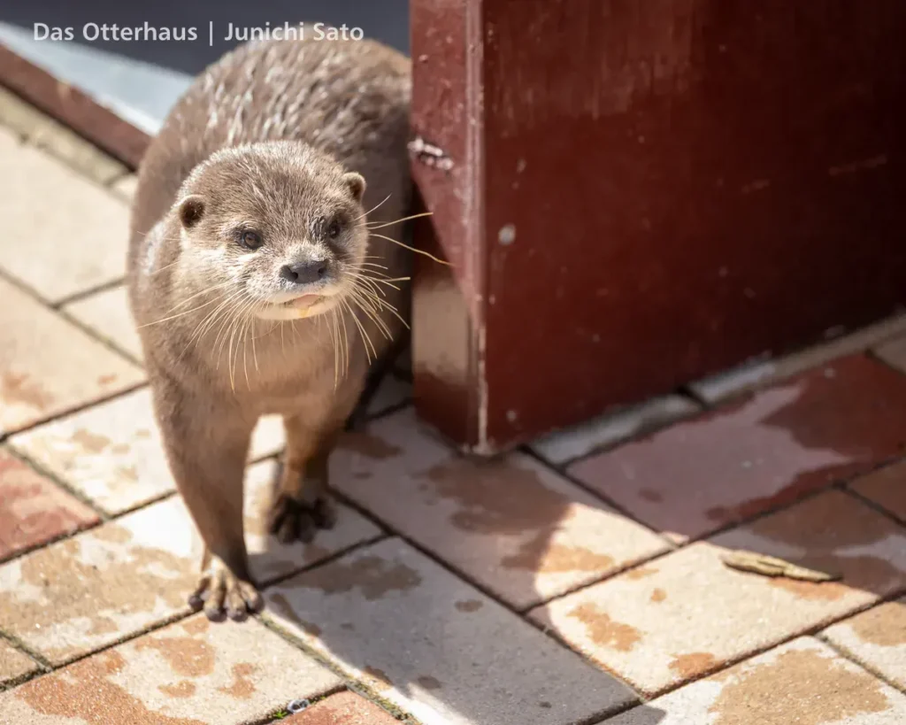 あわしまマリンパークのコツメカワウソ、コハクが小屋を出る