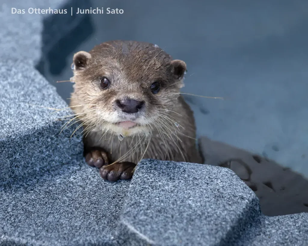 あわしまマリンパークの小ツメカワウソ、コハクがプールサイドでひと休み
