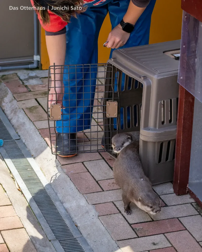 あわしまマリンパークのコツメカワウソ、てんとあめがケージの中から走り出る