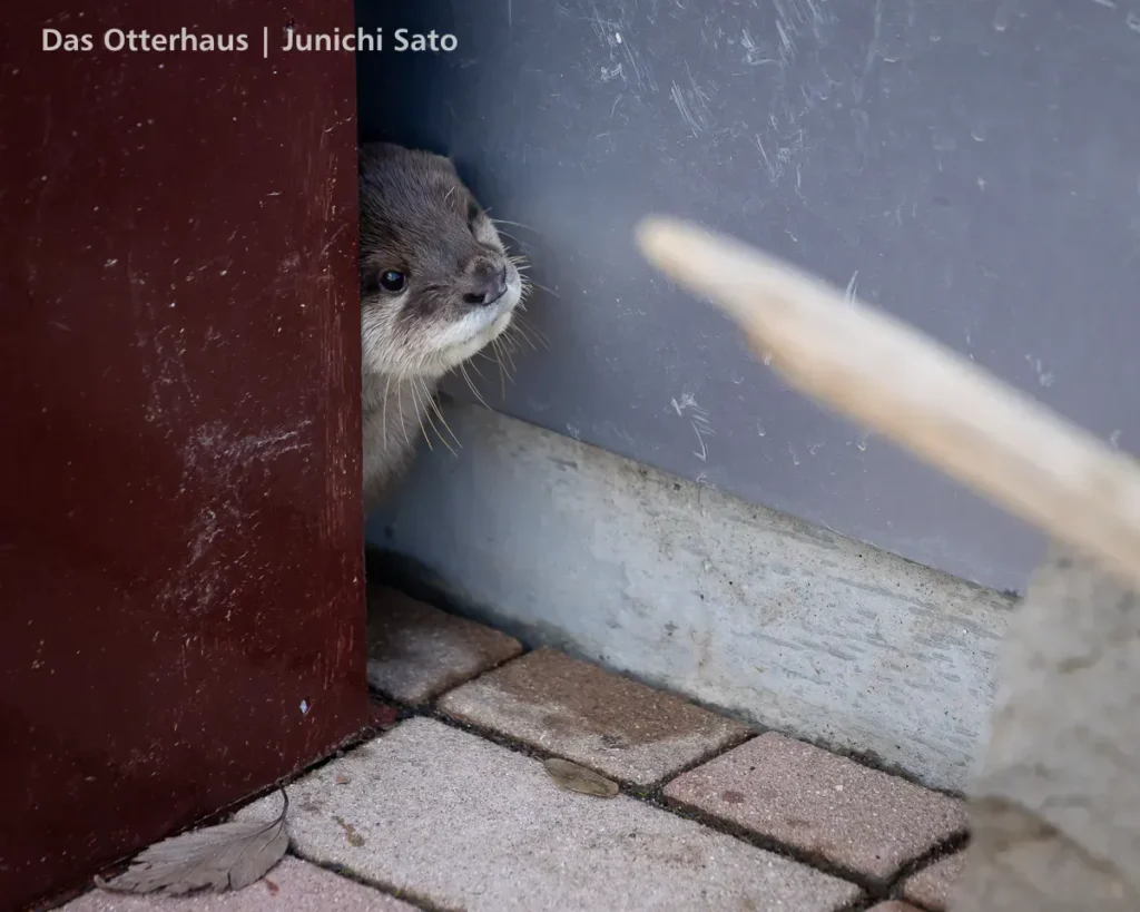 あわしまマリンパークのコツメカワウソ、あめが小屋の後ろの隙間から顔を出している