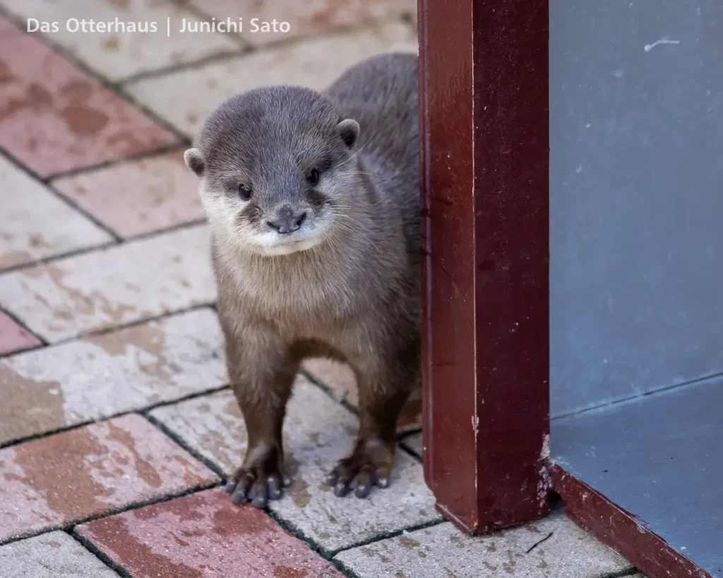 あわしまマリンパークのコツメカワウソ、あめが小屋の陰で様子を窺う