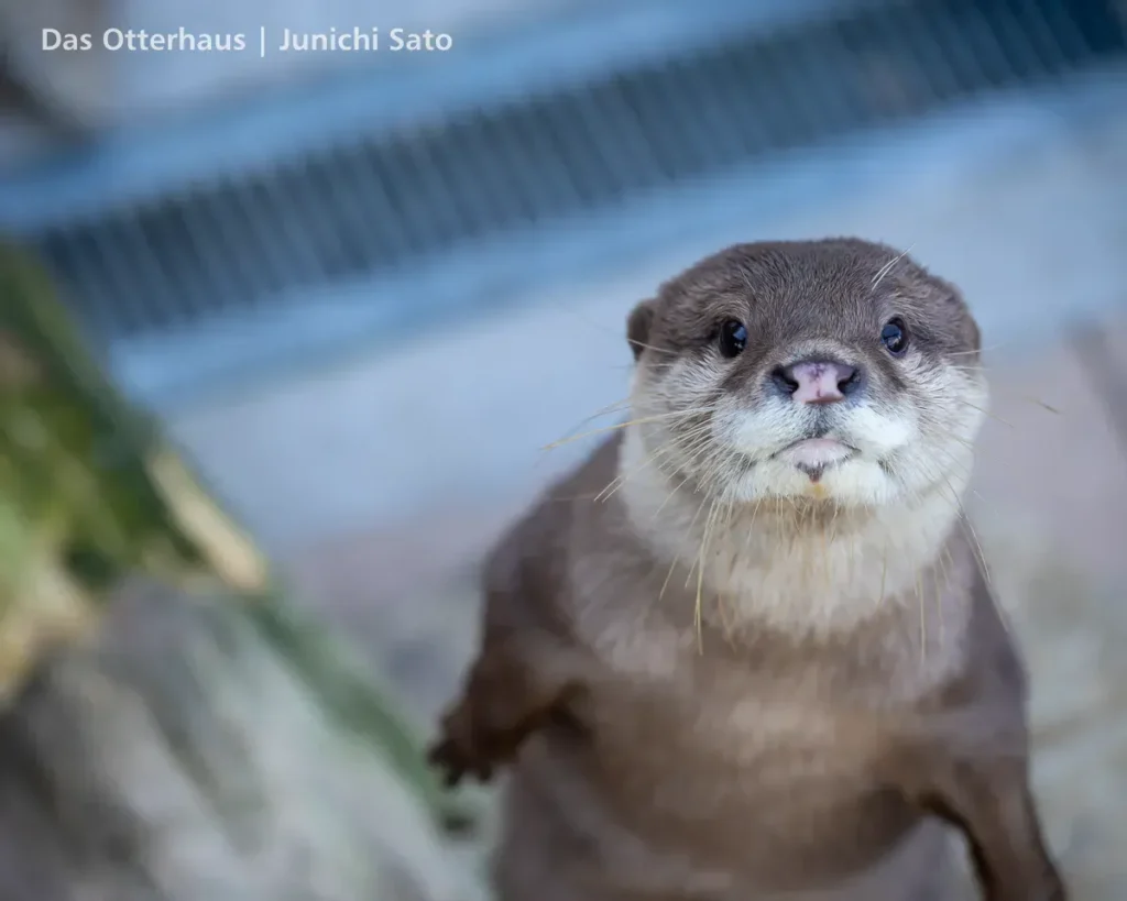 あわしまマリンパークのコツメカワウソ、てんがまっすぐにこちらを見る
