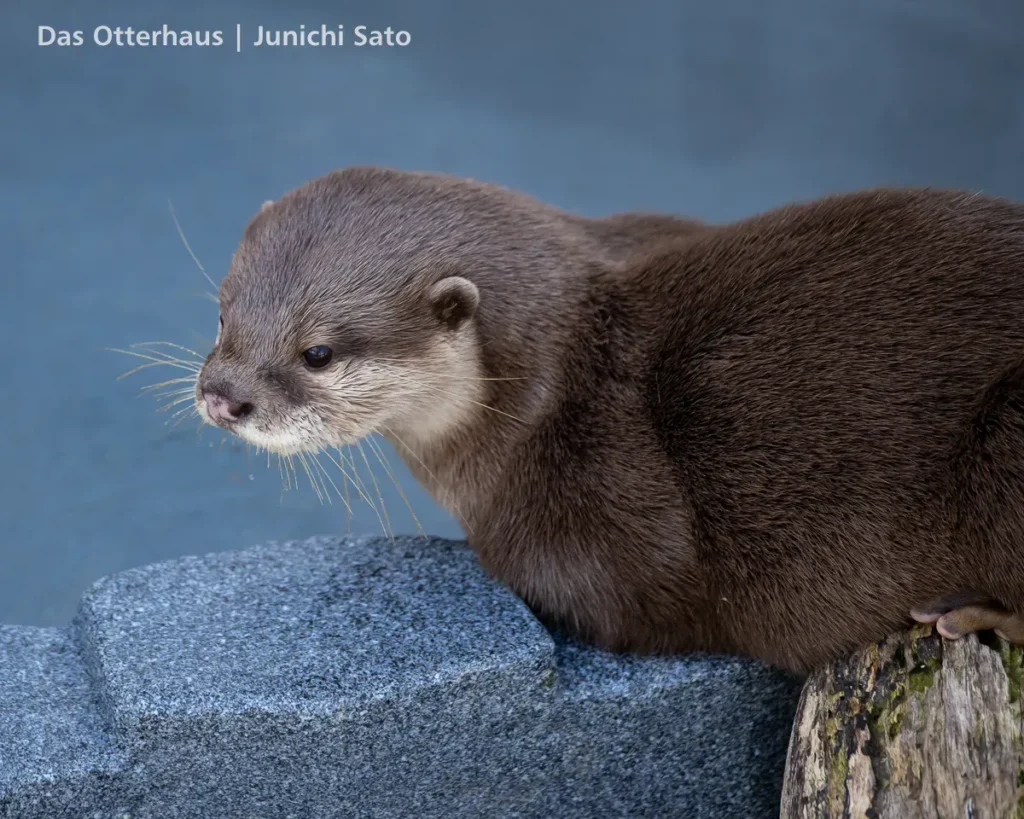 あわしまマリンパークのコツメカワウソ、てんがプールサイドでくつろいでいる
