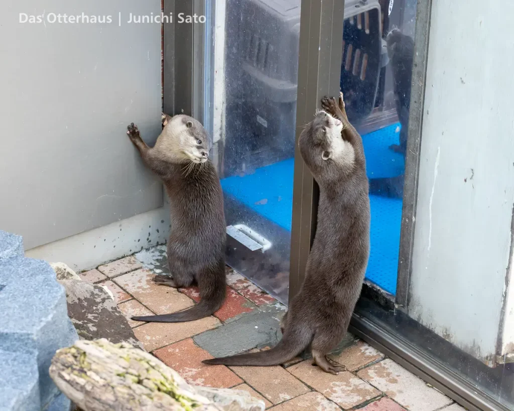 あわしまマリンパークのコツメカワウソ、てんとあめが隣の展示スペースを気にしている