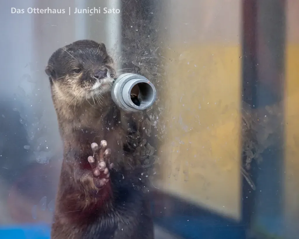 あわしまマリンパークのコツメカワウソ、嵐が握手パイプの前で待機中