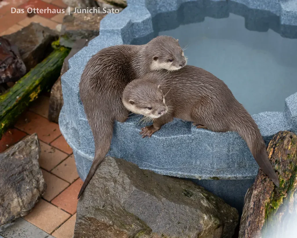 あわしまマリンパークのコツメカワウソ、てんとあめが隣を気にしている