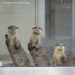 HANA BIYORI 2604 photo 10