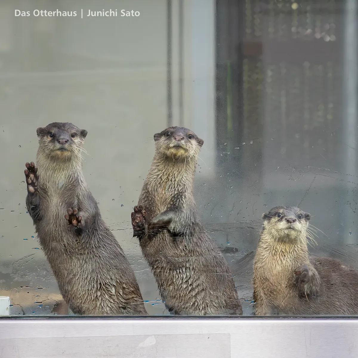 HANA BIYORIのコツメカワウソ、はなび、あかり、あさひがガラス越しにスタンディングでこちらを見ている