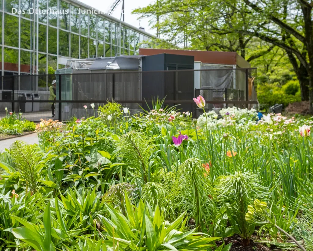 HANA BIYORI 2604 photo 8