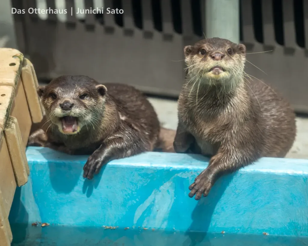 HANA BIYORI 2604 photo 9