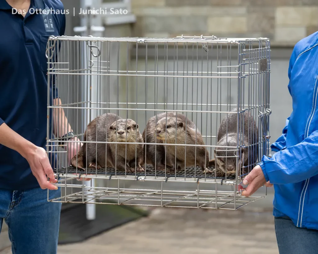 HANA BIYORI 2604 photo 10