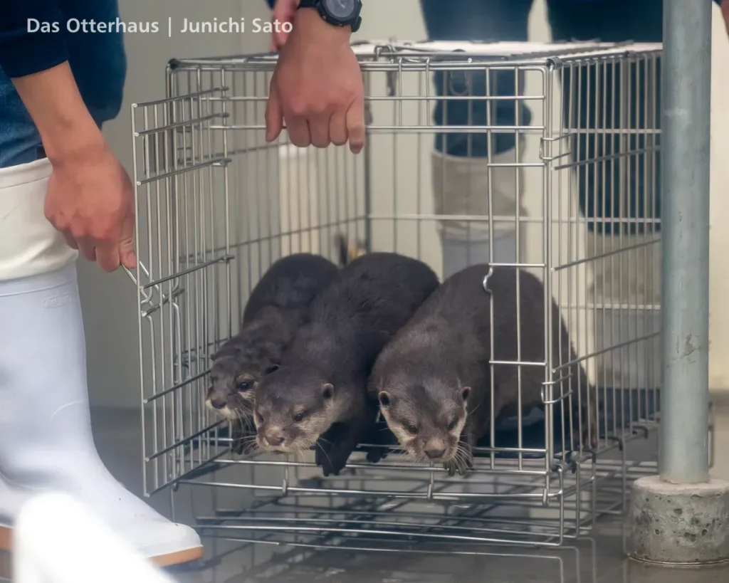 HANA BIYORI 2604 photo 11