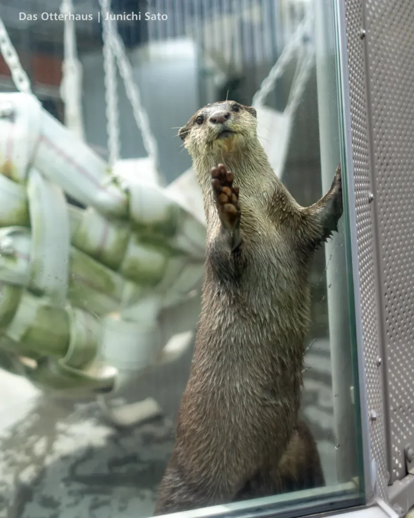 HANA BIYORI 2604 photo 12