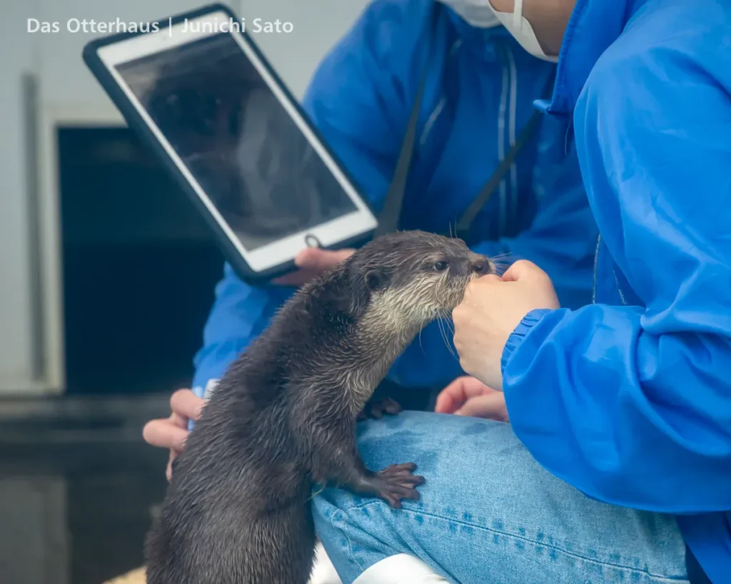HANA BIYORI 2604 photo 13