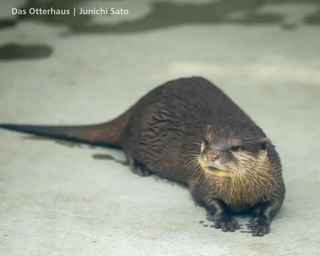 HANA BIYORI 2604 photo 14