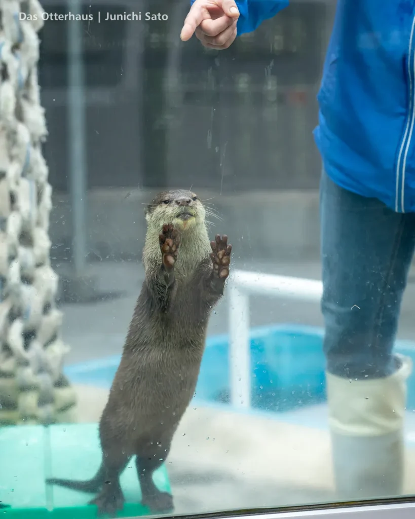 HANA BIYORI 2604 photo 15