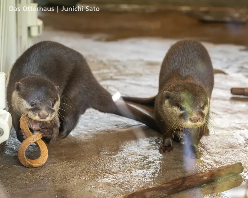 HANA BIYORI 2604 photo 16