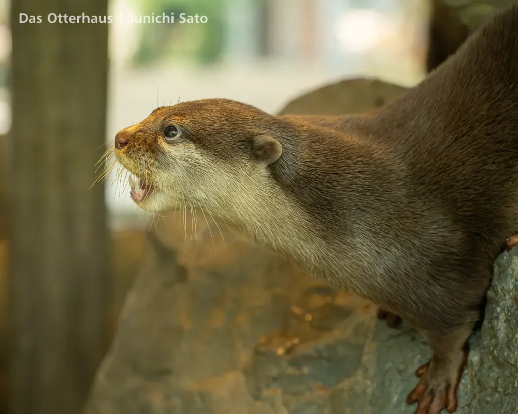 HANA BIYORI 2604 photo 18