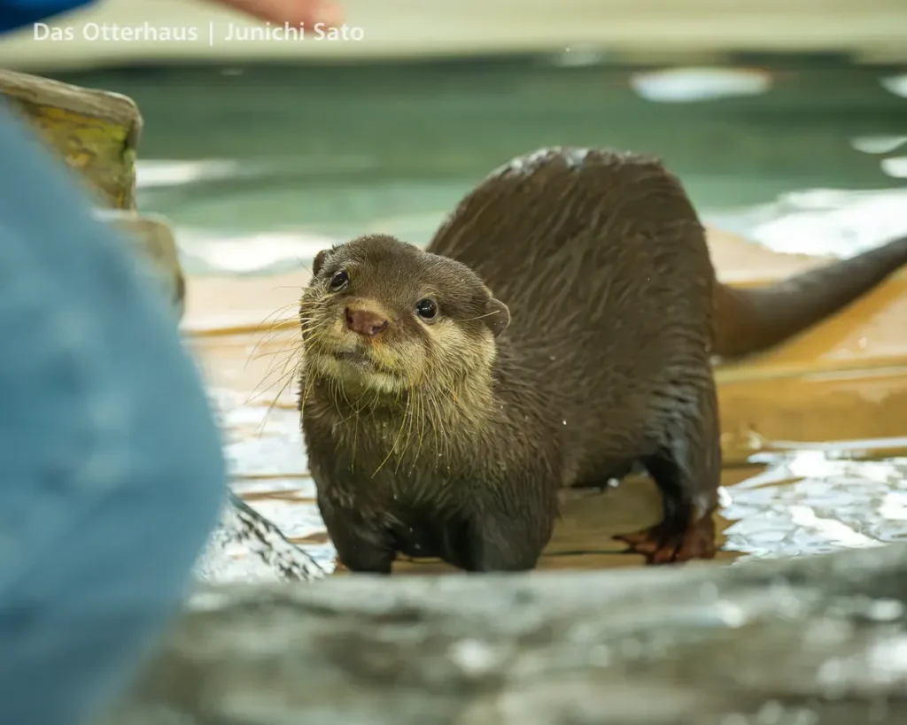HANA BIYORI 2604 photo 19