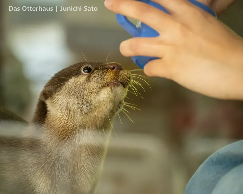 HANA BIYORI 2604 photo 20