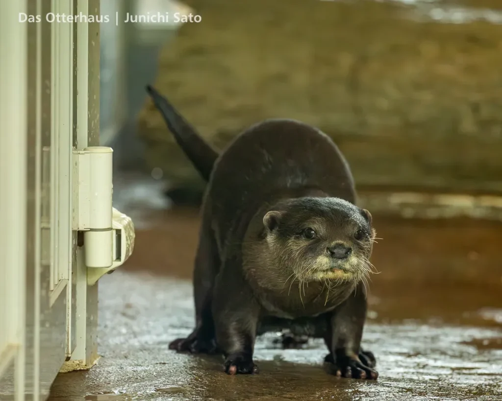 HANA BIYORI 2604 photo 21