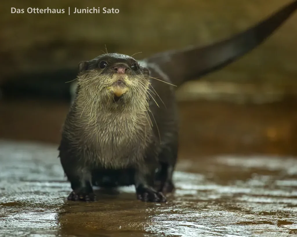 HANA BIYORI 2604 photo 22
