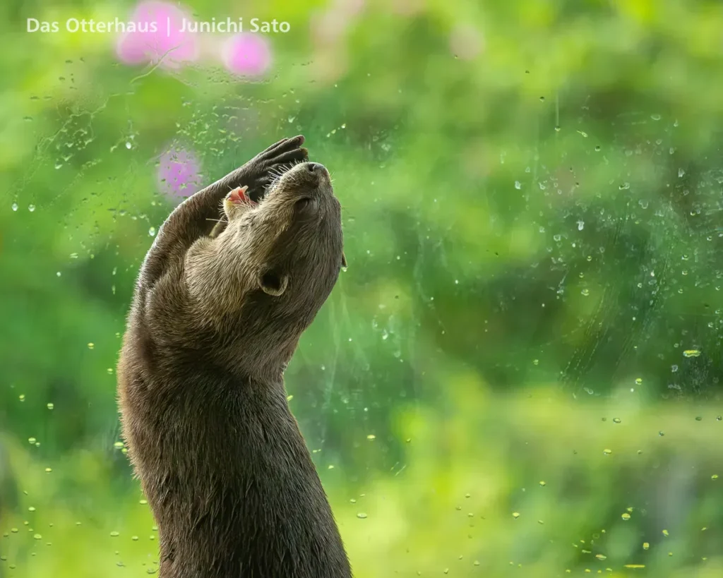 HANA BIYORI 2604 photo 23