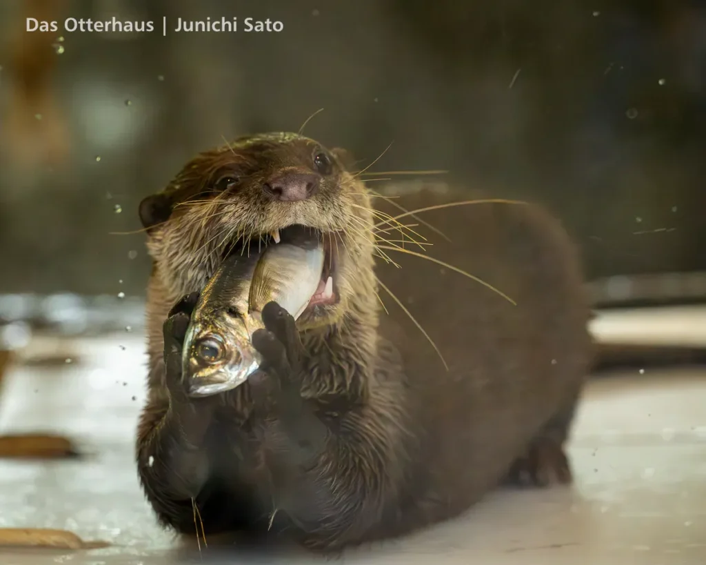 HANA BIYORI 2604 photo 24