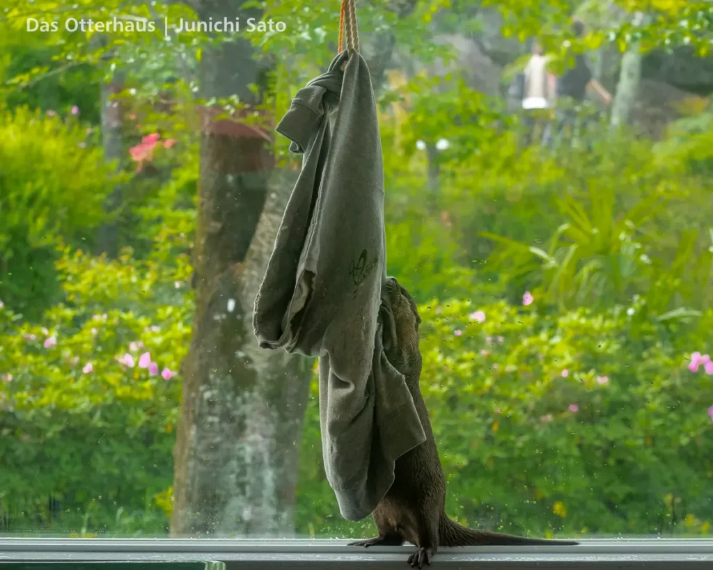 HANA BIYORI 2604 photo 25