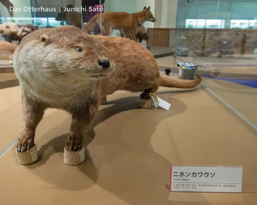 カワウソの剥製・剥製のカワウソ photo 16