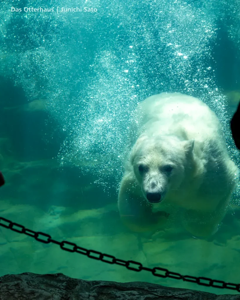 仙台市八木山動物公園 2604 photo 11