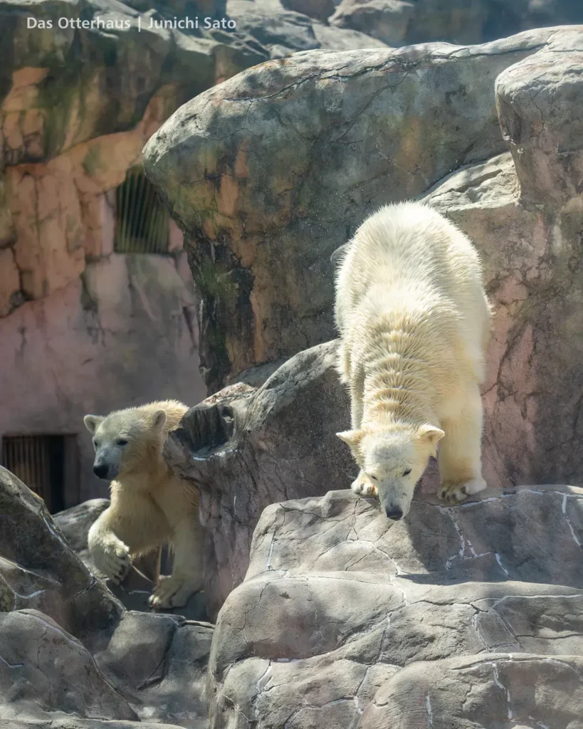 仙台市八木山動物公園 2604 photo 16