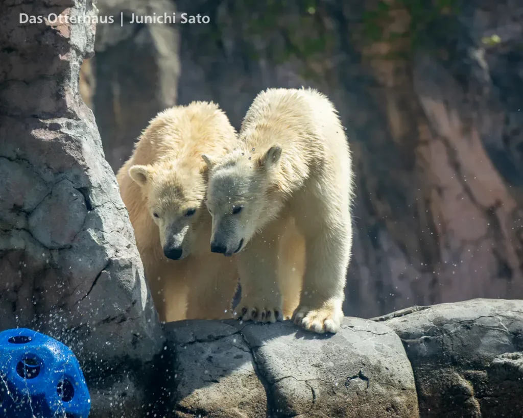 仙台市八木山動物公園 2604 photo 21