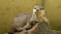 千葉市動物公園 2605 photo 17
