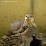 千葉市動物公園 2605 photo 22