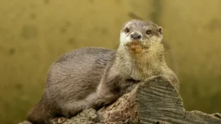 千葉市動物公園 2605 photo 10