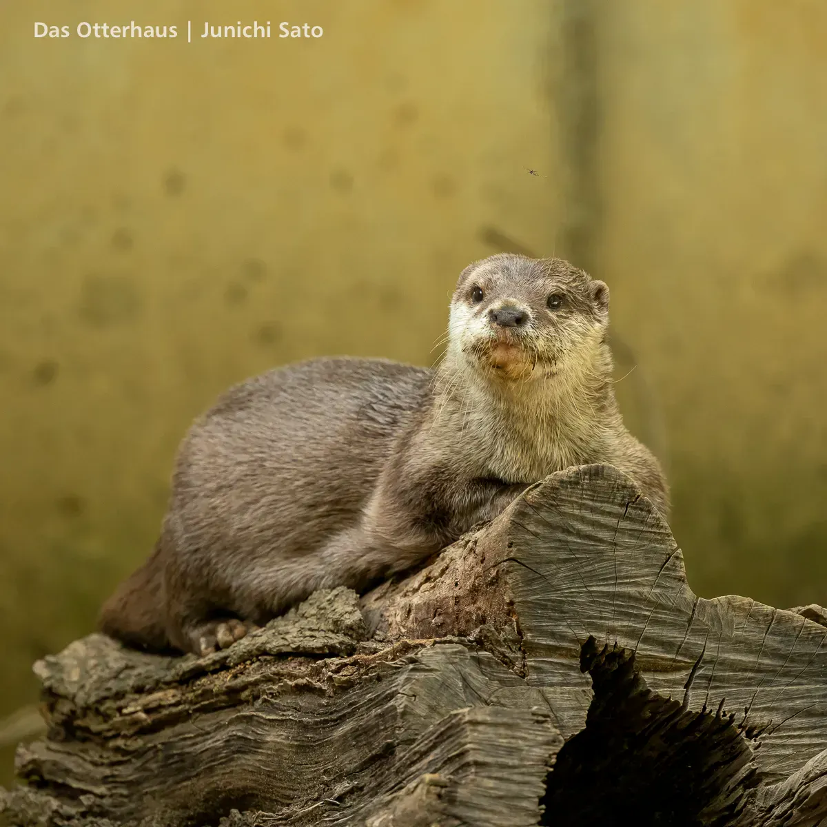 千葉市動物公園のコツメカワウソ、ハラパンが切り株を横倒しにした台の上でくつろいでいる